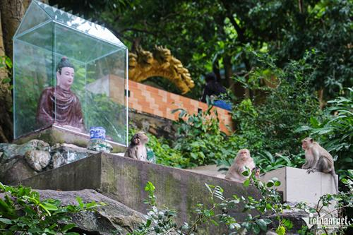 Ngôi chùa ẩn mình trên núi ở TP.Hồ Chí Minh có đàn khỉ hàng trăm con, hút khách ghé thăm