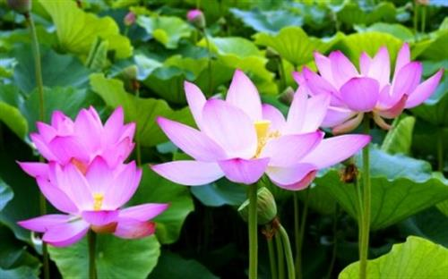 8 đặc tính của hoa sen trong Phật giáo