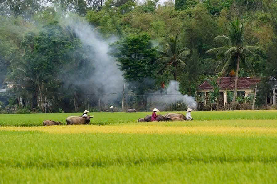 Tản văn: Một buổi chiều rơi…