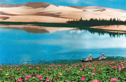 Tạp văn: Bàu sen làng tôi