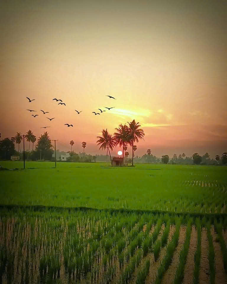 Tản văn: Con dế tuổi thơ