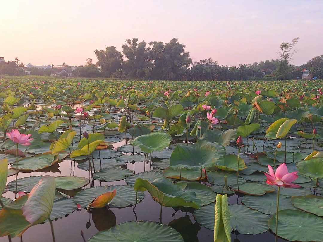 Tản văn: Mùa hè xa vắng