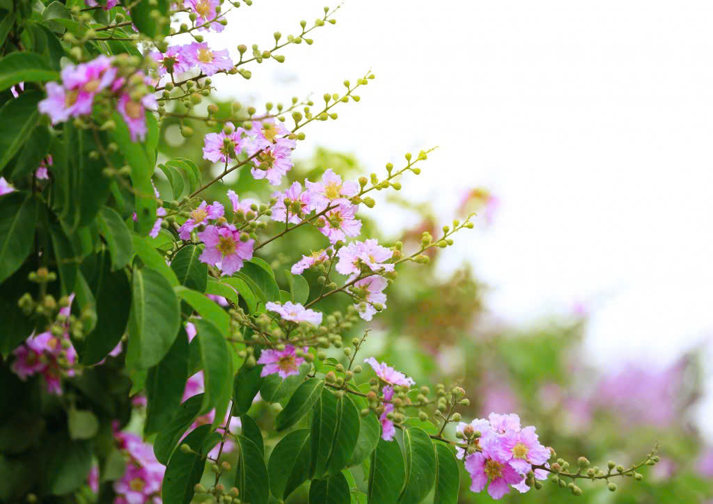 Màu nắng nhớ thương