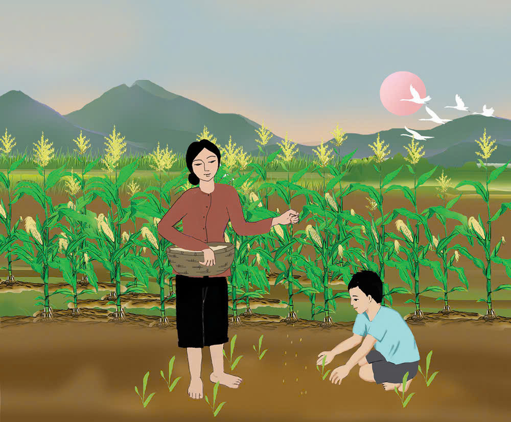 Tản văn: Mùa bắp quê tôi