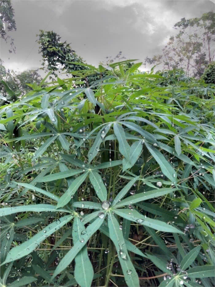 Rau sắn muối chua - đặc sản Phú Thọ