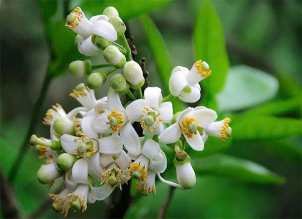 Tản văn: Hương hoa bưởi năm xưa