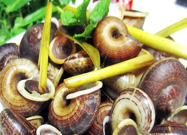 Ốc đá – Món ngon mùa mưa, hương vị núi rừng khó quên