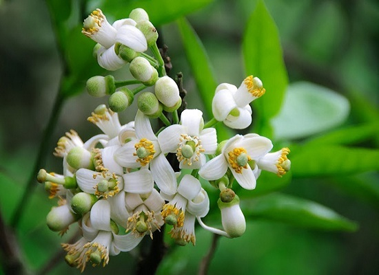 Tản văn: Hương bưởi tháng ba