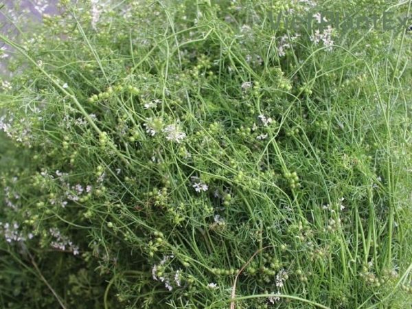 Phong tục tắm lá mùi ngày Tết