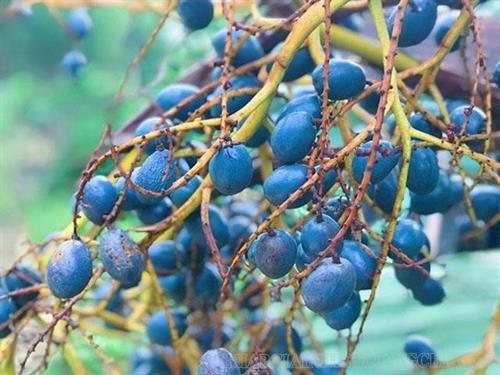 Bánh cọ – Hương vị núi rừng trong ẩm thực truyền thống