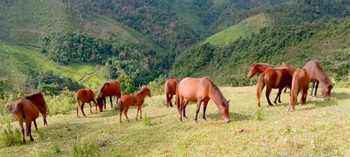 Ngựa trong dân gian Việt Nam – biểu tượng lịch sử, văn hóa và khát vọng hanh thông