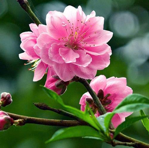 Tạp văn: Tản mạn ngày xuân