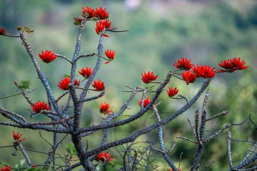 Sắc đỏ vông nem trên núi Bà Đen