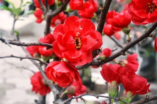 Nguồn gốc và ý nghĩa Tết Nguyên Đán