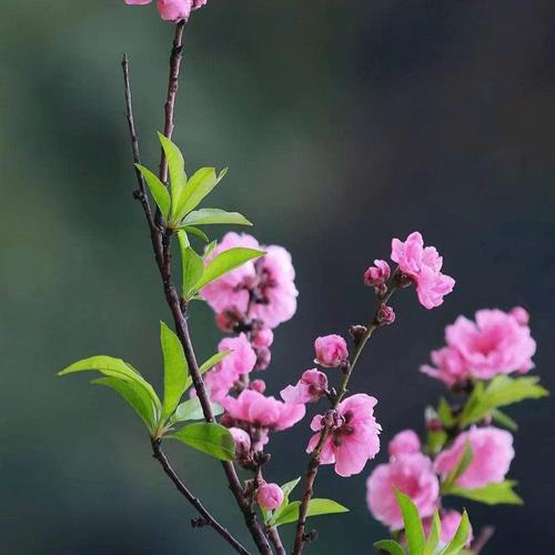 Chào xuân mới 2026: MỘT MÙA XUÂN MỚI ĐANG VỀ