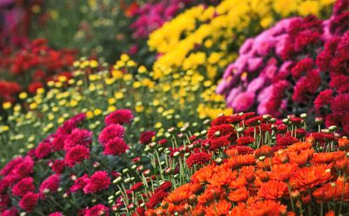 Tản văn: Sắc xuân thành phố biển