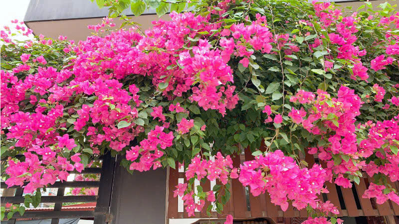Truyện ngắn: Lỡ hẹn một chuyến bay