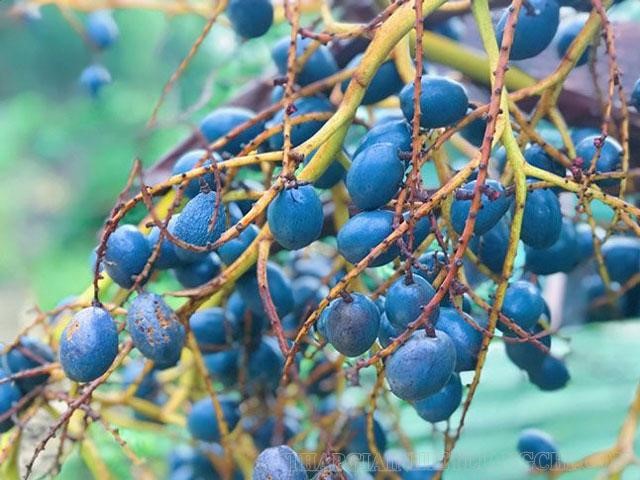 Bánh cọ – Hương vị núi rừng trong ẩm thực truyền thống