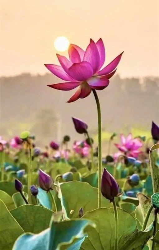 Gìn giữ sáu căn